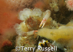Decorator Crab shot in Port Hardy BC (60mm Macro , Cannon... by Terry Russell 